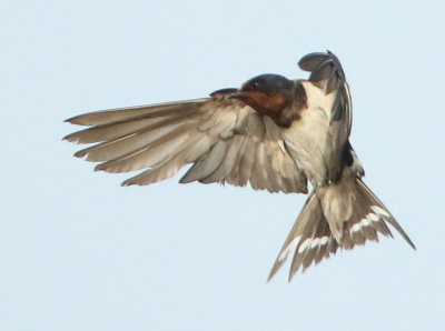 Barn Swallow - Hirundo rustica gutturalis (Boerenzwaluw)