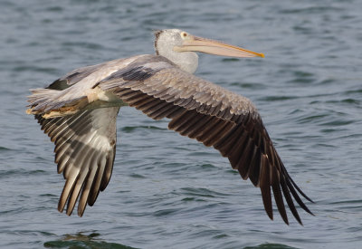 Spot-billed Pelican - Pelecanus philippensis (Grijze Pelikaan)