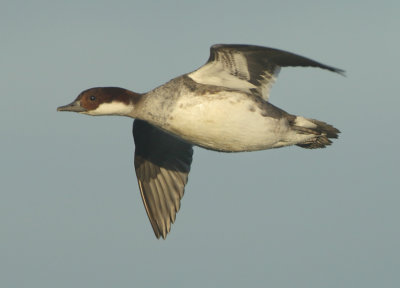 Smew - Mergellus albellus (Nonnetje)