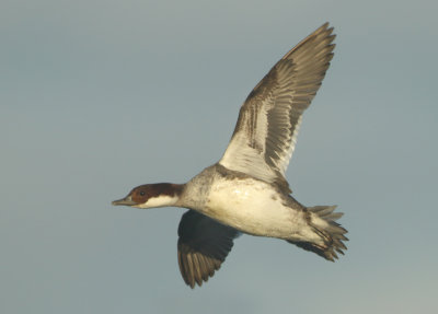 Smew - Mergellus albellus (Nonnetje)