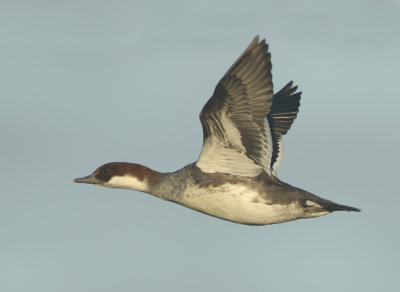 Smew - Mergellus albellus (Nonnetje)