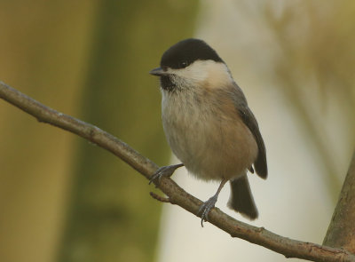 Marsh Tit - Poecile palustris (Glanskop)