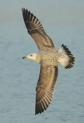 Caspian Gull - Larus cachinnans (Pontische Meeuw) 