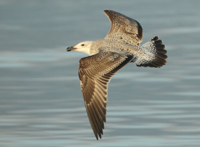 Caspian Gull - Larus cachinnans (Pontische Meeuw) 