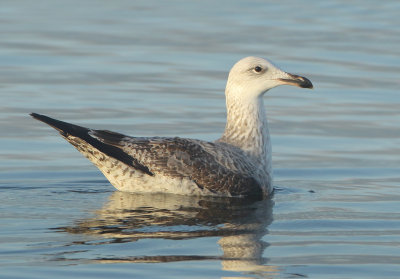 Caspian Gull - Larus cachinnans (Pontische Meeuw) 