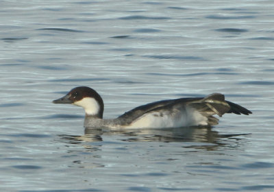 Smew - Mergellus albellus (Nonnetje)