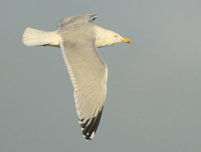 Herring Gull - Larus argentatus (Zilvermeeuw)