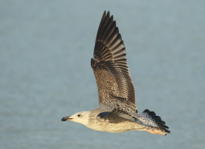Caspian Gull - Larus cachinnans (Pontische Meeuw) 