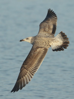 Caspian Gull - Larus cachinnans (Pontische Meeuw) 