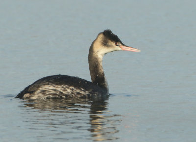 Great Crested Grebe - Podiceps cristatus (Fuut)