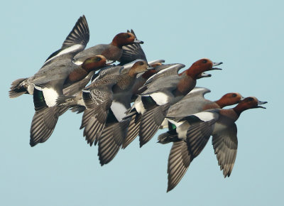 Eurasian Wigeon - Anas penelope (Smient)