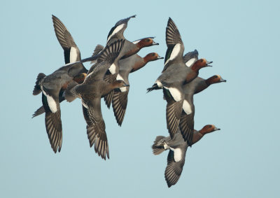 Eurasian Wigeon - Anas penelope (Smient)