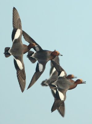 Eurasian Wigeon - Anas penelope (Smient)