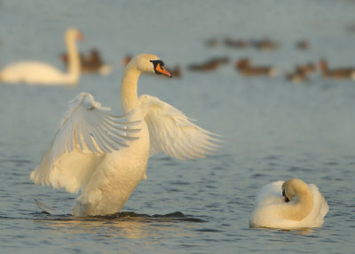 Mute Swan - Cygnus olor (Knobbelzwaan)