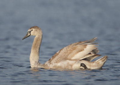 Mute Swan - Cygnus olor (Knobbelzwaan)