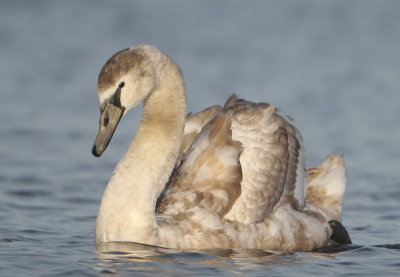 Mute Swan - Cygnus olor (Knobbelzwaan)