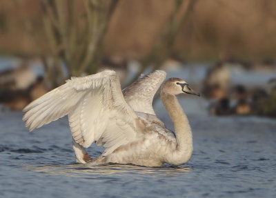 Mute Swan - Cygnus olor (Knobbelzwaan)