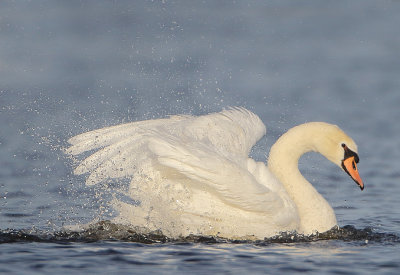 Mute Swan - Cygnus olor (Knobbelzwaan)