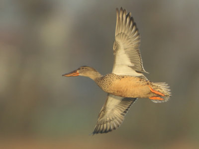Northern Shoveler - Anas clypeata (Slobeend)