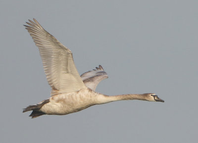Mute Swan - Cygnus olor (Knobbelzwaan)