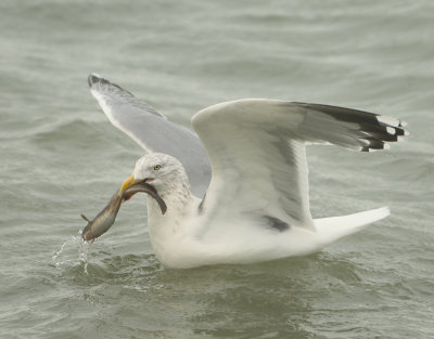 Herring Gull - Larus argentatus (Zilvermeeuw)
