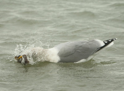 Herring Gull - Larus argentatus (Zilvermeeuw)
