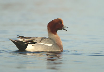 Eurasian Wigeon - Anas penelope (Smient)