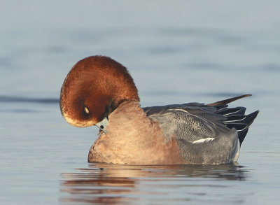 Eurasian Wigeon - Anas penelope (Smient)