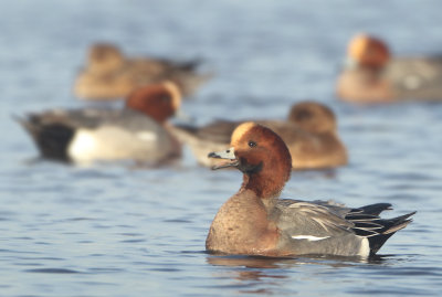Eurasian Wigeon - Anas penelope (Smient)