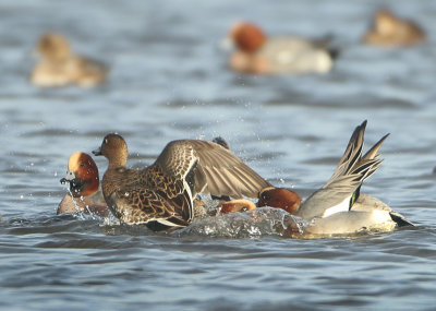 Eurasian Wigeon - Anas penelope (Smient)