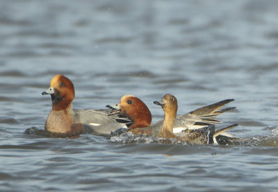 Eurasian Wigeon - Anas penelope (Smient)
