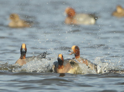 Eurasian Wigeon - Anas penelope (Smient)