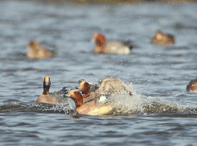 Eurasian Wigeon - Anas penelope (Smient)