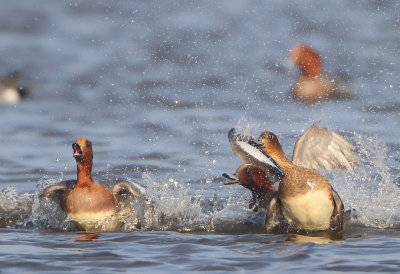 Eurasian Wigeon - Anas penelope (Smient)