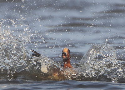 Eurasian Wigeon - Anas penelope (Smient)