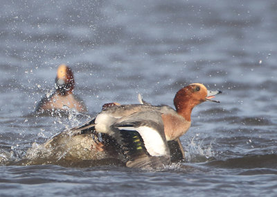 Eurasian Wigeon - Anas penelope (Smient)
