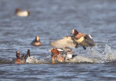 Eurasian Wigeon - Anas penelope (Smient)