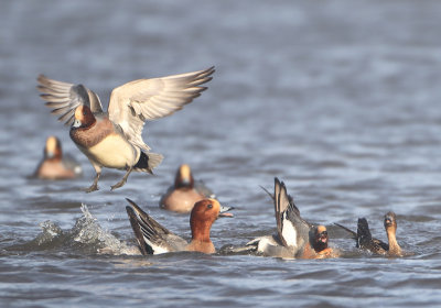 Eurasian Wigeon - Anas penelope (Smient)