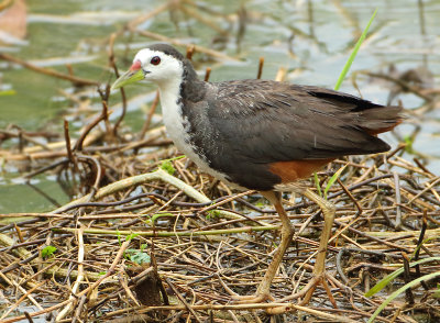 White-breasted Waterhen - Amaurornis phoenicurus (Witborstwaterhoen)