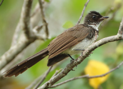  Pied Fantail - Rhipidura javanica