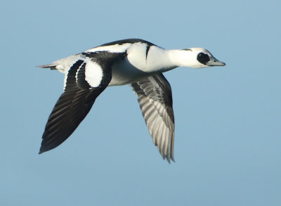 Smew - Mergellus albellus (Nonnetje)