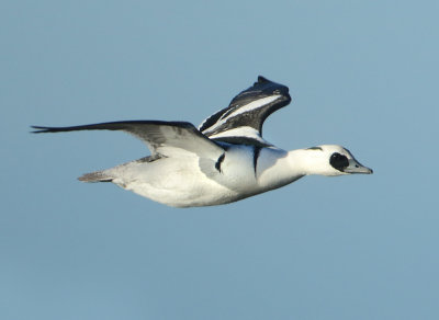 Smew - Mergellus albellus (Nonnetje)