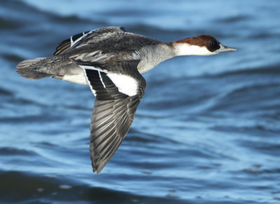 Smew - Mergellus albellus (Nonnetje)