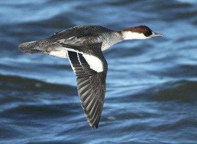 Smew - Mergellus albellus (Nonnetje)