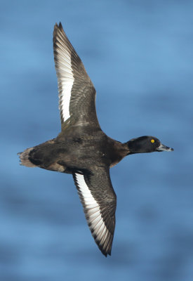 Tufted Duck - Aythya fuligula (Kuifeend)