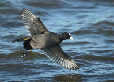 Eurasian Coot - Fulica atra (Meerkoet)