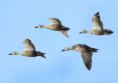 Indian Spot-billed Duck - Anas poecilorhyncha haringtoni