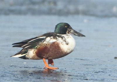 Northern Shoveler - Anas clypeata (Slobeend)