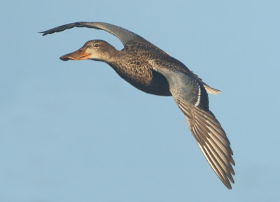 Northern Shoveler - Anas clypeata (Slobeend)