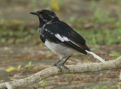 Oriental Magpie Robin - Copsychus saularis (Dayallijster)
